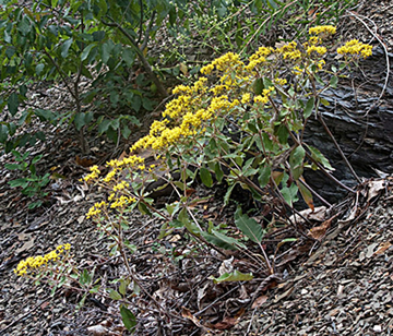 buckwheatplant